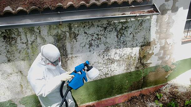 Trusted Black Mold Removal service in Philipsburg, PA - Cheap Mold Removal